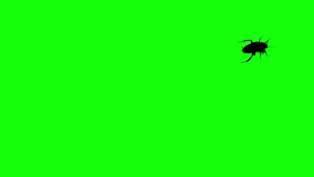Black Silhouettes cockroach running on green background. Green screen for compositing and presentation.