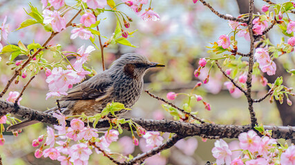 桜を見つめるヒヨドリ