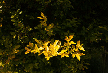 yellow leaves