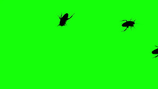 Black Silhouettes cockroach running on green background. Green screen for compositing and presentation.