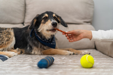 A cozy home scene captures a loyal dog receiving a treat from its owner's hand while lounging on...
