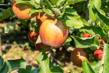 red jonagold apple on tree with leaves before harvest