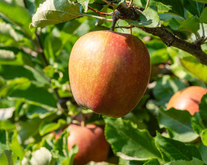 red jonagold apple on tree with leaves before harvest