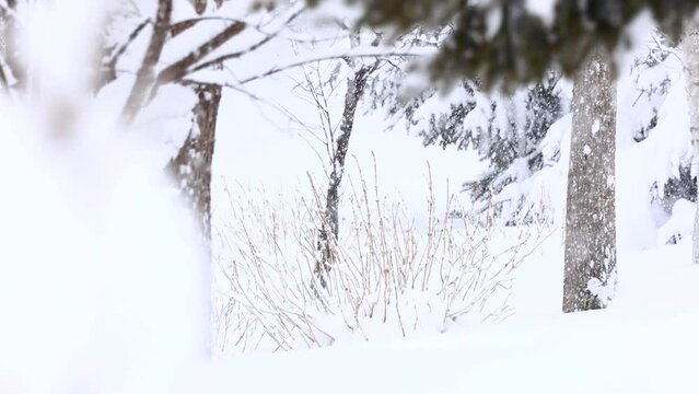 冬　雪景色　森林　イメージ　北海道