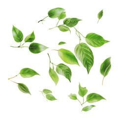 Naklejka premium Falling green leaves isolated on a white background. Spring foliage .