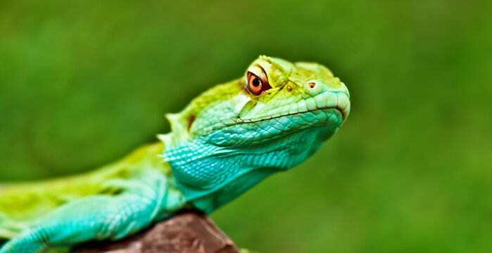 green dragon lizard on natural background created with generative ai technology. High quality illustration