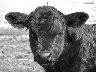 Black Angus bull calf in black and white © Peter