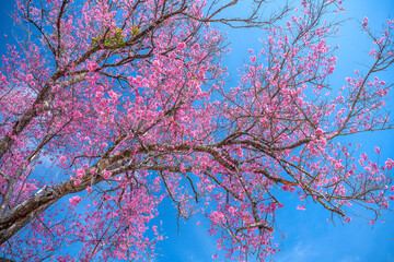Cherry apricot branch blooms brilliantly on a spring morning with a blue sky background