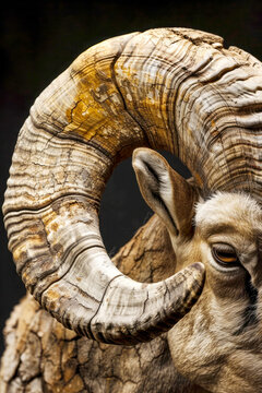 The Majesty of a Ram's Horn