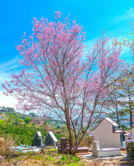 The cherry blossom tree blooms in a hillside cemetery on the outskirts of Da Lat, Vietnam on a...