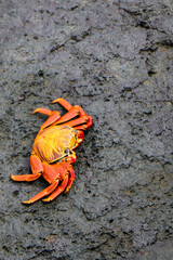 red crab on the beach