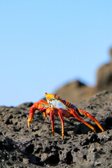 crab on the beach