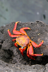 crab on the rock