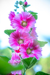 Alcea setosa flowers bloom in the spring 2024 morning ecological garden
