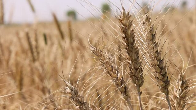 Close Up View of Brown Wheat Rack Focus To Field Behind