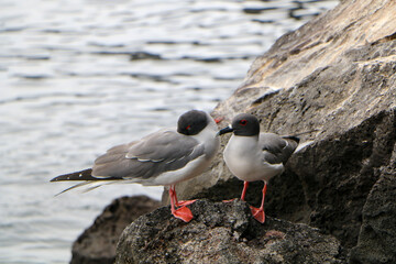 black headed gull
