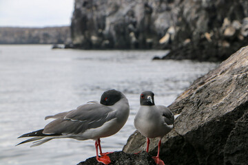 seagulls on the rocks