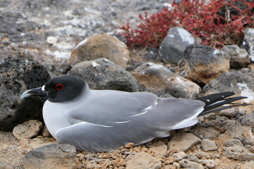 seagull on the rocks