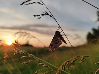 butterfly on the grass