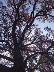 tree and sky