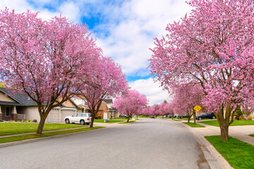 A suburban tree lined street with rows of Pink Flowering Dogwood trees at Spring, in the city of Coeur d'Alene, Idaho USA.