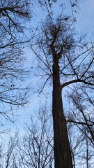 beautiful scenery and trees in the winter mountains
