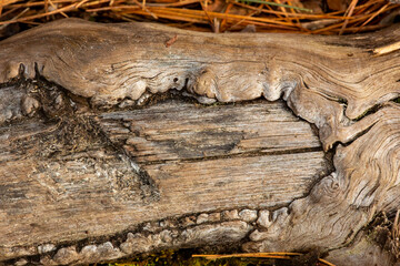 Fototapeta premium Decrepit, venerable old root on the forest floor in Connecticut.