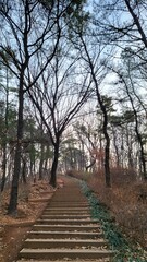 Early in the winter, early in the morning, the forest road