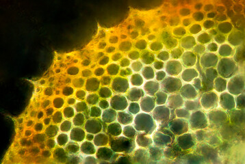Cross section of a peat moss stem showing hydroids.