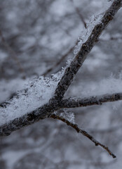 snow flakes on a twig