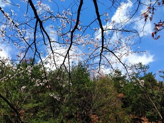 琵琶湖疎水の春の花、桜
