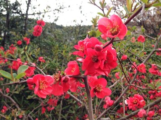 琵琶湖疎水の春の花、桜