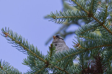 White-crowned Sparrow in a Tree