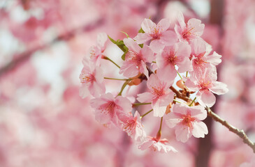  淀水路の河津桜