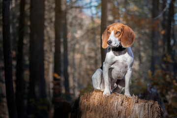 Beautiful Beagle dog sitting on a stump in the autumn forest