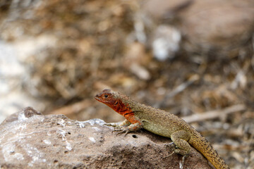 lava lizard on the rock