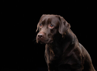 A contemplative chocolate Labrador dog gazes into the distance on a stark black backdrop