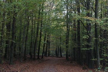 Obraz premium A rustic dirt road meanders beneath a canopy of towering trees, blanketed in a carpet of golden leaves.