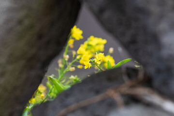 Canola flower visible between stone walls. rapeseed, yuchae, Brassica napus