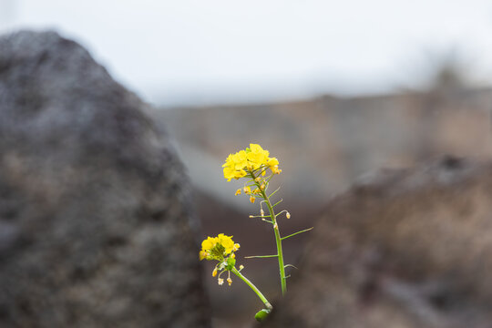 Canola flower visible between stone walls. rapeseed, yuchae, Brassica napus