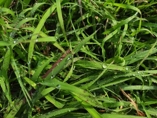 Lush green blades of grass glisten as delicate water droplets cling to their tips, creating a mesmerizing natural spectacle.