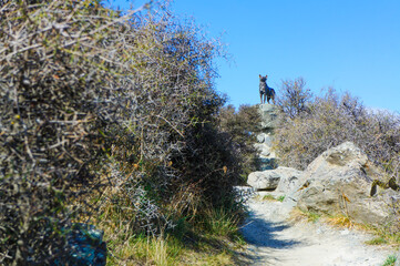 太陽に向かって吠える犬の像があるところまでの砂利道