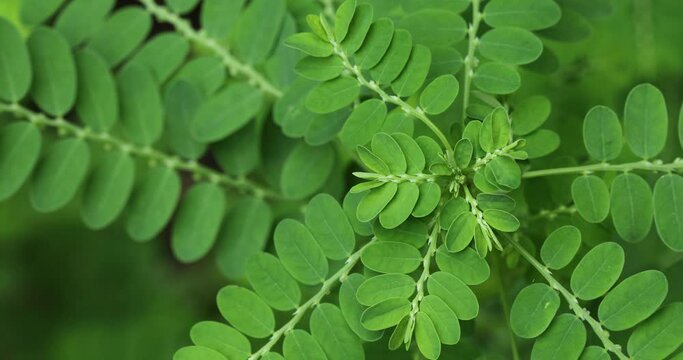 Phyllanthus niruri plant in garden. Gale of the wind. Stonebreaker. Seed under leaf.