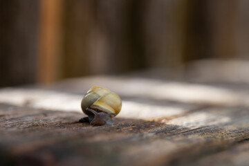 A small snail is leisurely resting on a smooth wooden surface, gently gliding along at its own pace.