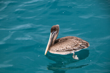 Brown pelican on the ocean