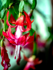 Blooming Christmas cactus in a pot on the windowsill, macro - 752681881