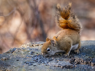 An American Red Squirrel also known as a Pine Squirrel is standing on an old  tree stump  and eating sunflower seed.