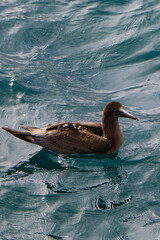 booby in the ocean