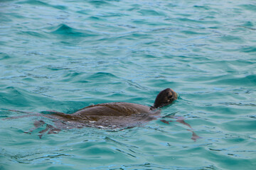 Obraz premium turtle swimming in the sea