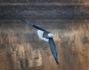 Bald Eagle soaring, gliding over a golden river